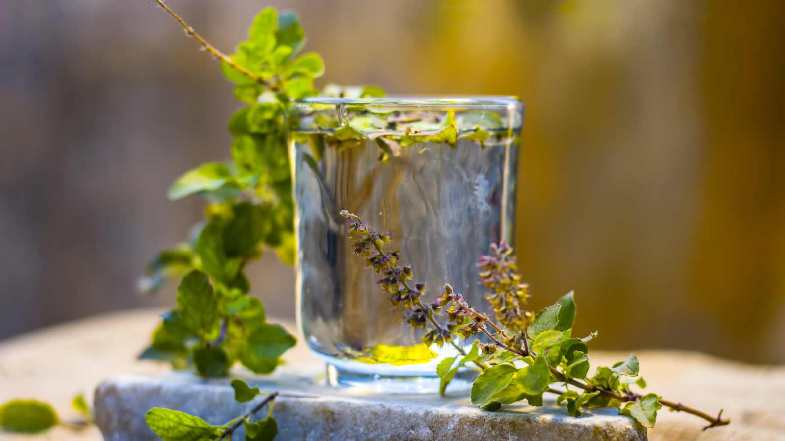 Tulsi water 6 health benefits